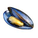 Mollusks | Blue Mussel