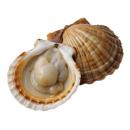 Mollusks | Scallop