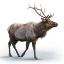  Moose for which will be provided ingredient breakdown
