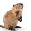  Muskrat for which will be provided ingredient breakdown