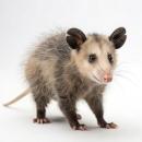  Opossum for which will be provided ingredient breakdown