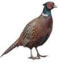 Pheasant