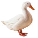 Duck | Domestic Duck