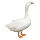 Goose | Domestic Goose