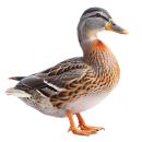 Duck | Wild Duck