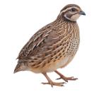 Quail