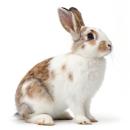  Rabbit for which will be provided ingredient breakdown