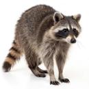  Raccoon for which will be provided ingredient breakdown