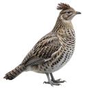 Ruffed Grouse