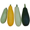 Squashes (summer) | Squash, Summer, All Varieties