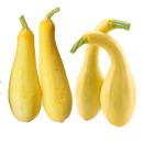 Squashes (summer) | Yellow Squash, Crookneck and Straightneck