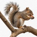  Squirrel for which will be provided ingredient breakdown
