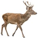  Venison or Deer for which will be provided ingredient breakdown
