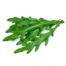 image of Arugula