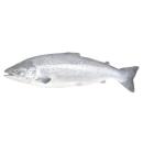 image of Atlantic Salmon, Cooked, Dry Heat (Farm Raised)