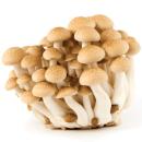 image of Beech Mushrooms (Hypsizygus tessellatus)