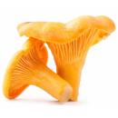 image of Chanterelle Mushrooms (Cantharellus cibarius)