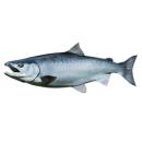 image of Coho Salmon