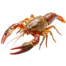  image of Crayfish (Farm Raised) for which will be provided ingredient breakdown