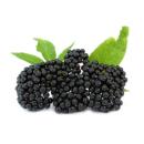 image of Elderberries