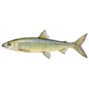 image of Fish, Cisco