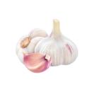 image of Garlic