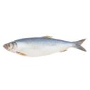 image of Pacific Herring, Cooked, Dry Heat