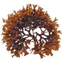  image of Irish Moss Seaweed for which will be provided ingredient breakdown