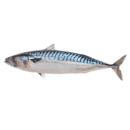 image of Atlantic Mackerel, Cooked, Dry Heat