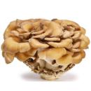  image of Maitake Mushrooms (Grifola frondosa) for which will be provided ingredient breakdown