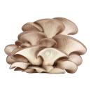  image of Oyster Mushrooms (Pleurotus ostreatus) for which will be provided ingredient breakdown