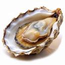 image of Pacific Oyster