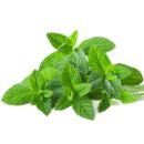  image of Peppermint for which will be provided ingredient breakdown