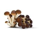 image of Pioppini Mushrooms (Agrocybe aegerita)