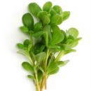  image of Purslane for which will be provided ingredient breakdown