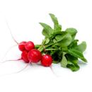 image of Radishes