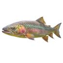  image of Rainbow Trout (Farm Raised) for which will be provided ingredient breakdown