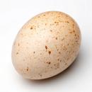  image of Raw Turkey Egg for which will be provided ingredient breakdown