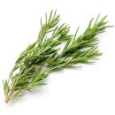 image of Rosemary