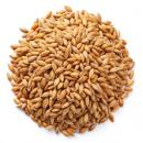 image of Rye Grain