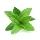  image of Spearmint for which will be provided ingredient breakdown