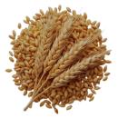 image of Wheat, Hard Red Spring