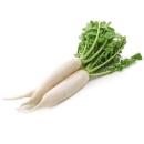 image of White Icicle Radishes